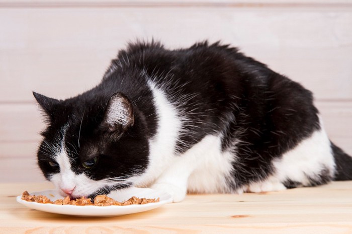 ごはんを食べるシニア猫