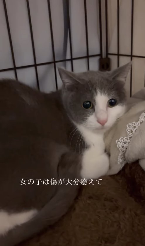 毛布を枕にしてケージの隅にいる猫