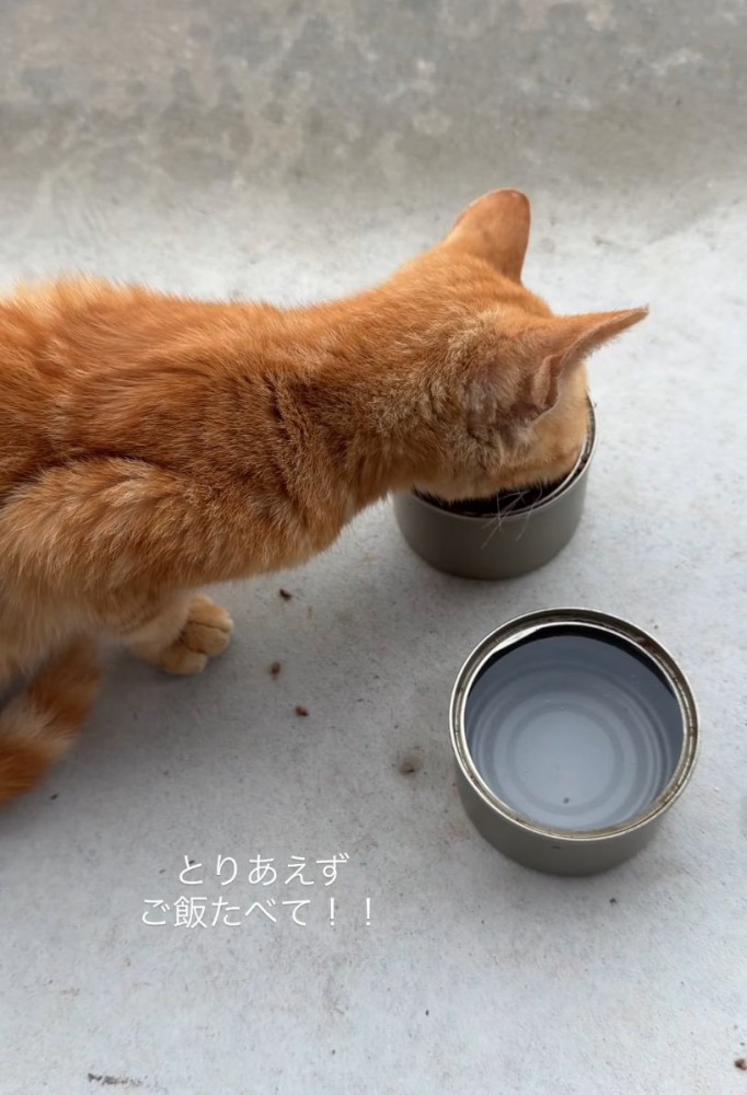ご飯を食べる子猫