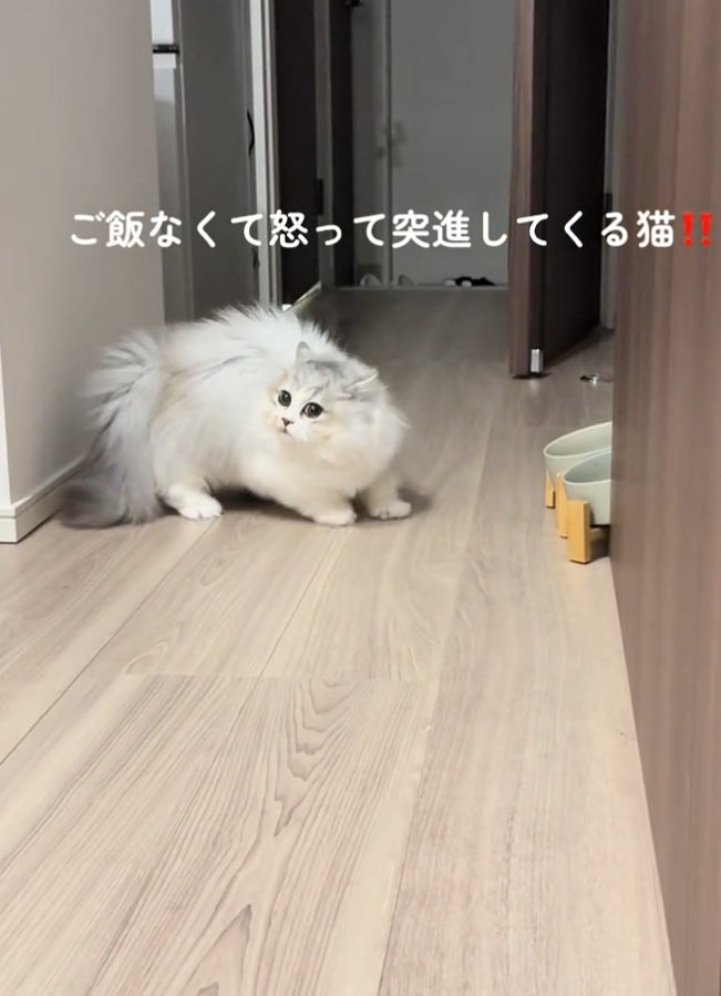 変なポーズの猫