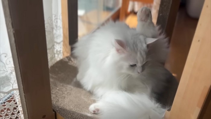 毛繕いする猫