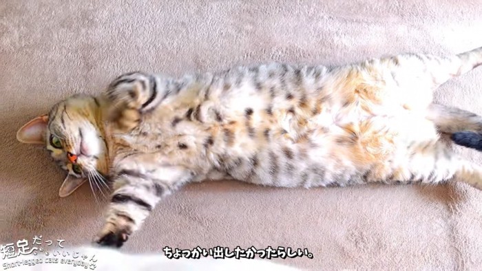 前足を白猫に伸ばす猫