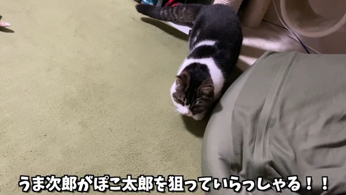 姿勢を低くして狙っている猫