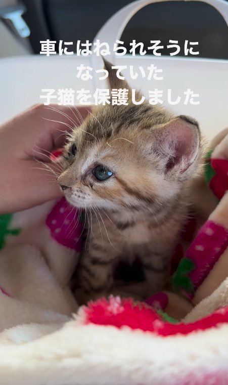 飼い主さんを見つめる猫