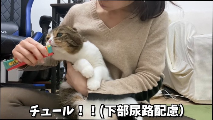 おやつを食べる猫