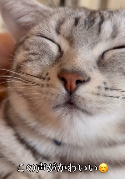 目を瞑る猫と猫の後頭部に人の手(この声が可愛い)