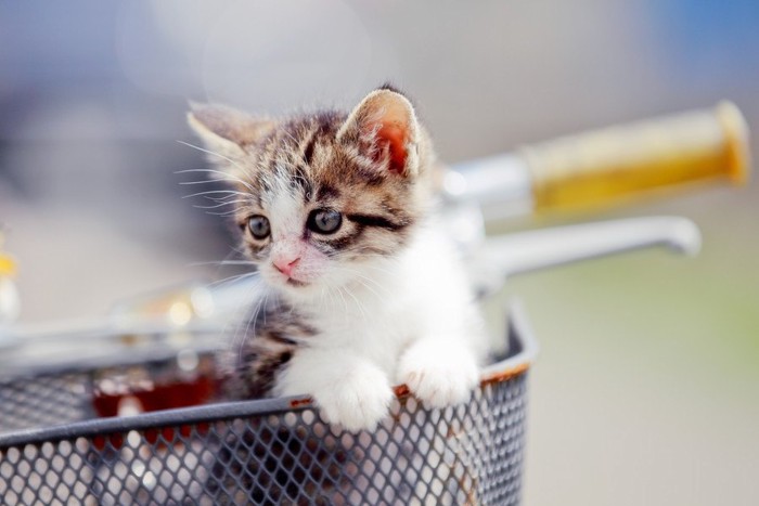 自転車のかごの中の子猫