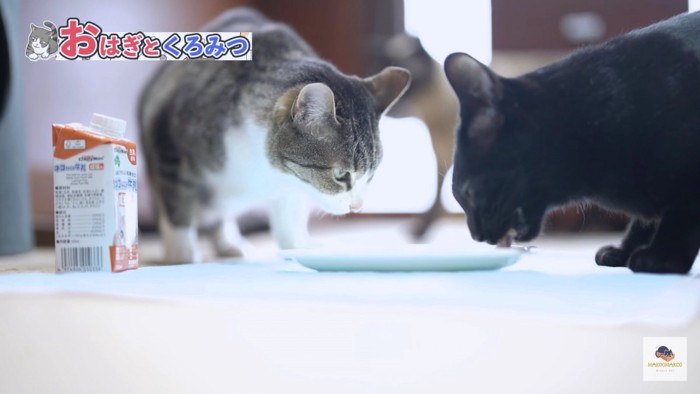 ミルクを舐める2匹の猫