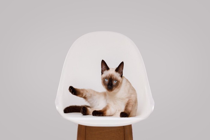 毛づくろい中に呼ばれた猫