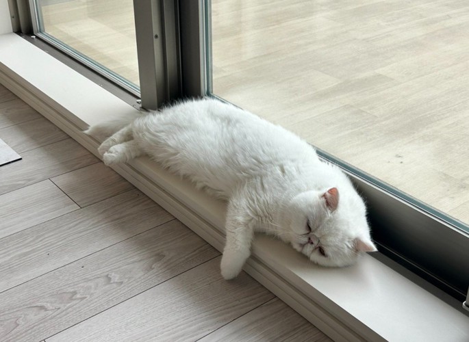 寝そべる白猫