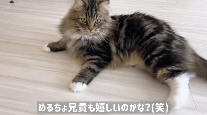 横たわる猫