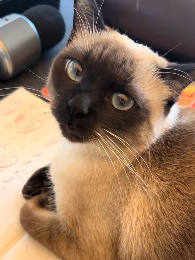 振り向く猫