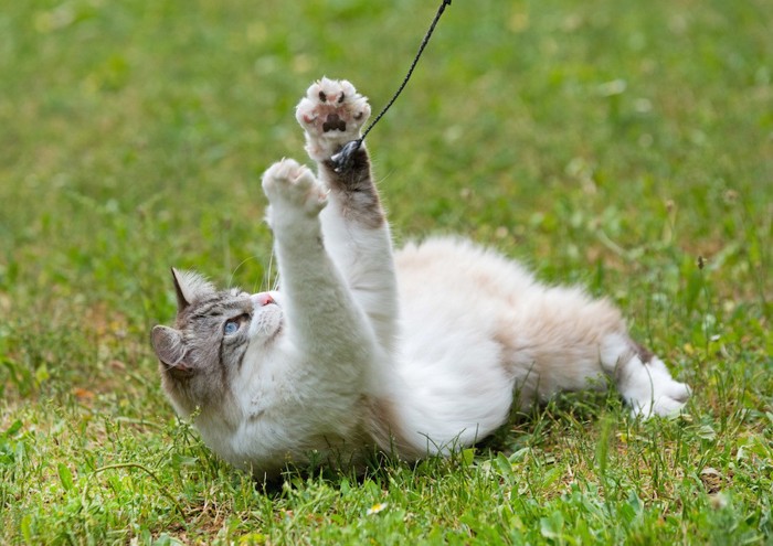 おもちゃで遊ぶ猫