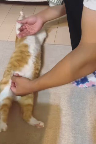 猫を仰向けにする次男