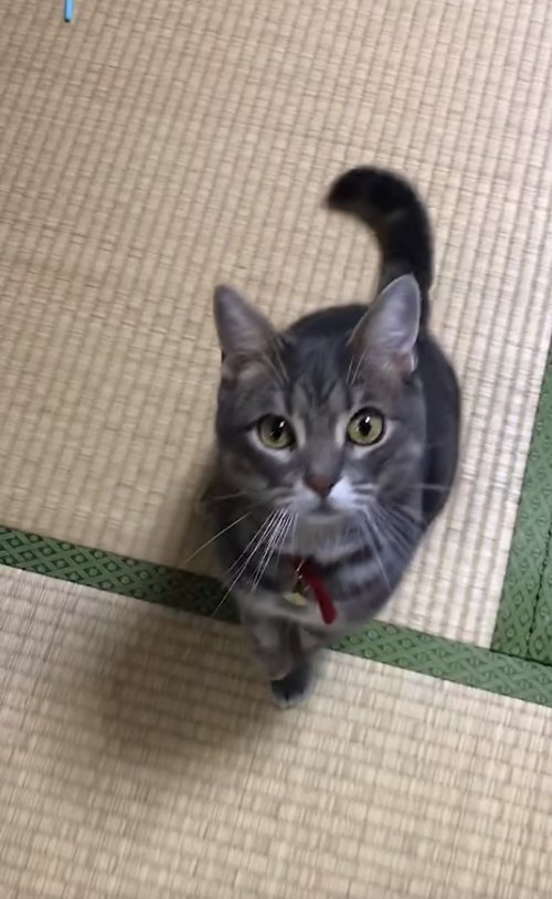 畳の上でお座りをしているカメラ目線の猫