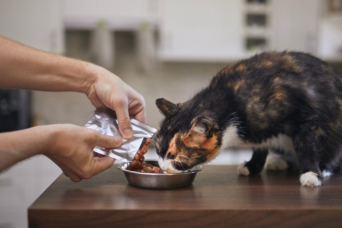 ごはんをもらう三毛猫