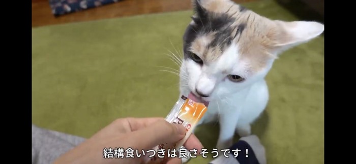 ちゅーるを食べる猫