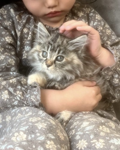 女の子に抱っこされている猫