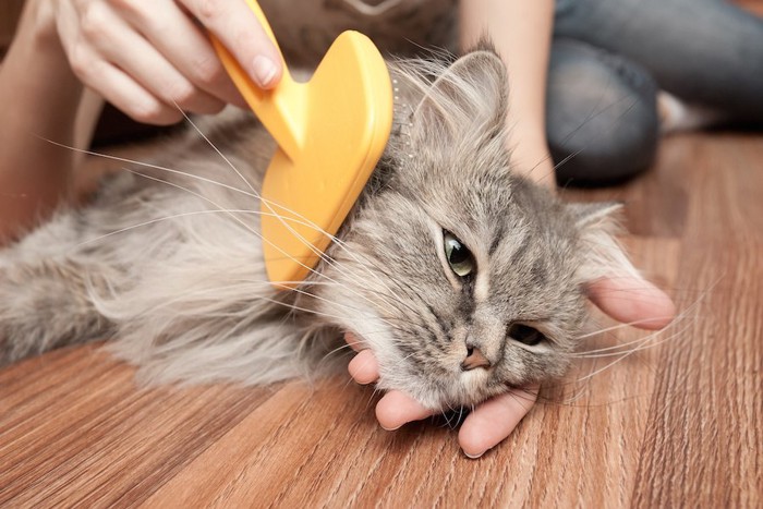 くしでブラッシングされている長毛猫