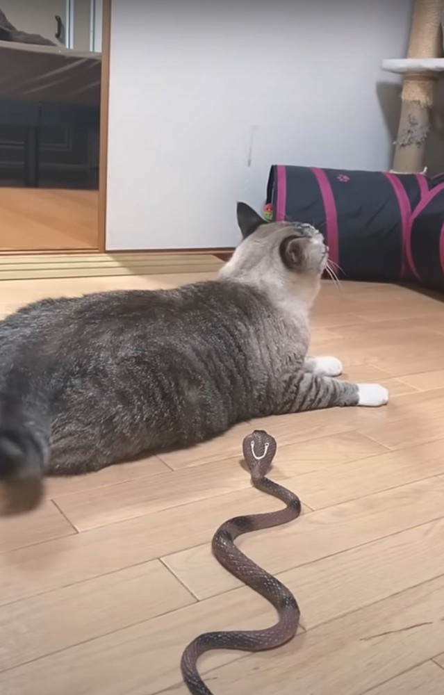 リラックスする猫