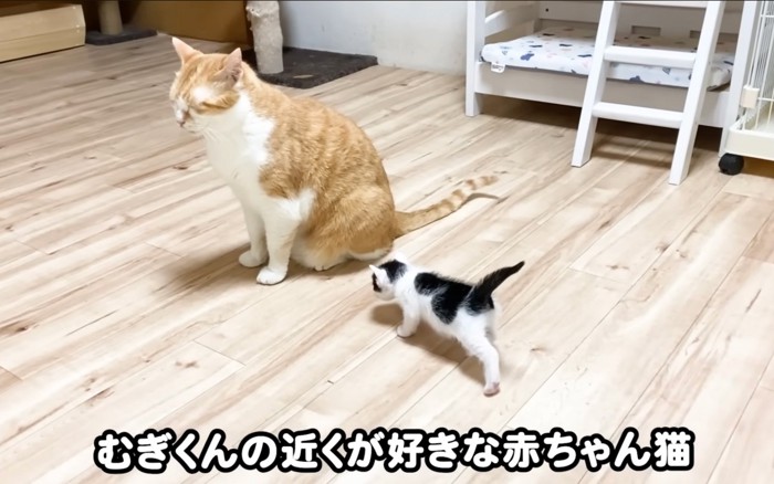 寄っていく子猫