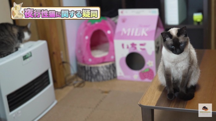 中央奥にいちご、右端にシャム猫