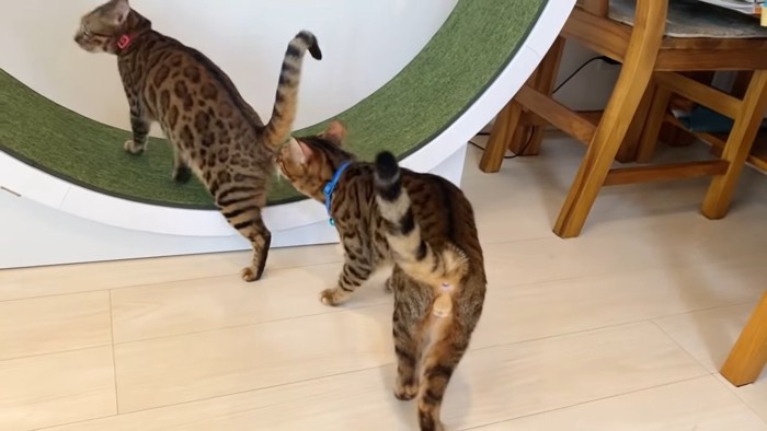 猫のお尻のにおいを嗅ぐ猫