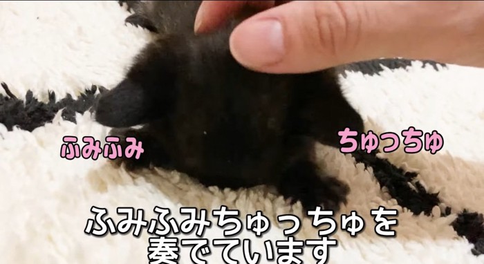 カーペットの上の猫