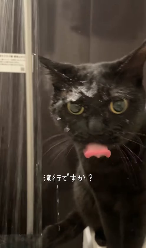 カメラに向かって舌を出している黒猫「滝行ですか？」