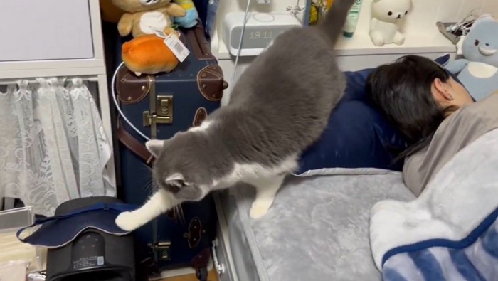 手を伸ばす猫