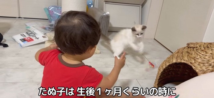 猫じゃらしを持っている赤ちゃんと子猫