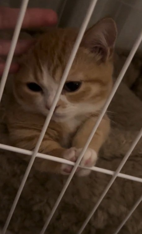 ケージの中で頭をなでられている子猫