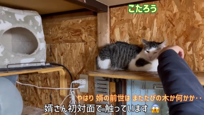 人に触られる猫