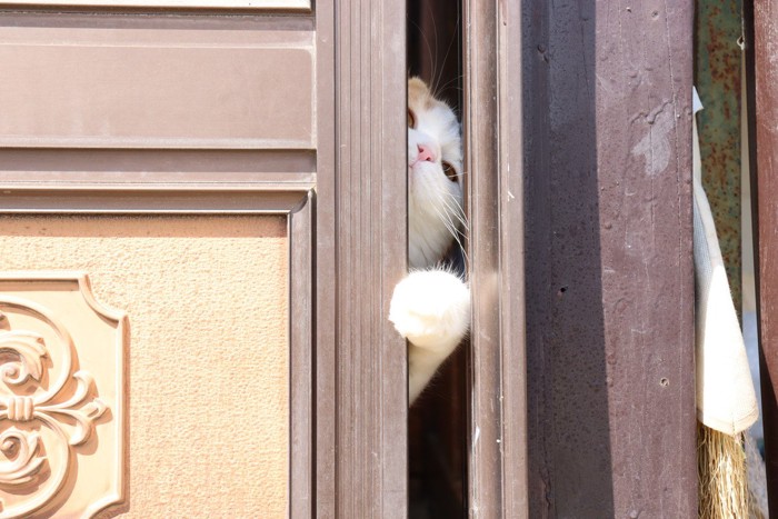 扉を開けようとする猫