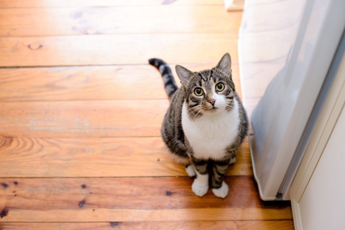 部屋にいる猫