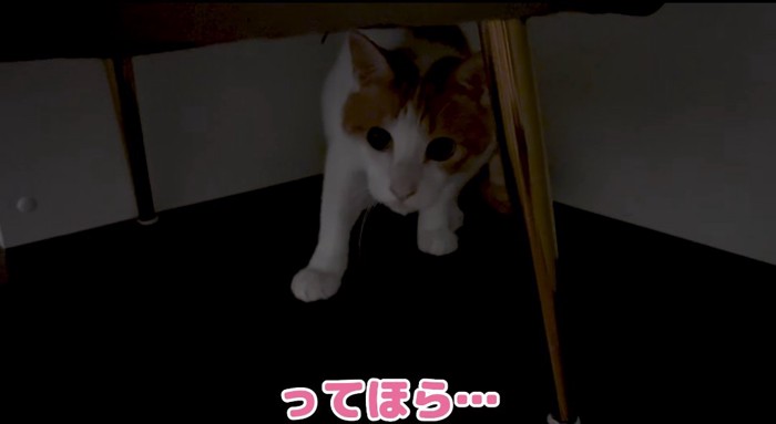 隠れる猫