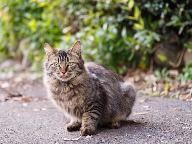 屋外で舌を出して座るキジトラ猫