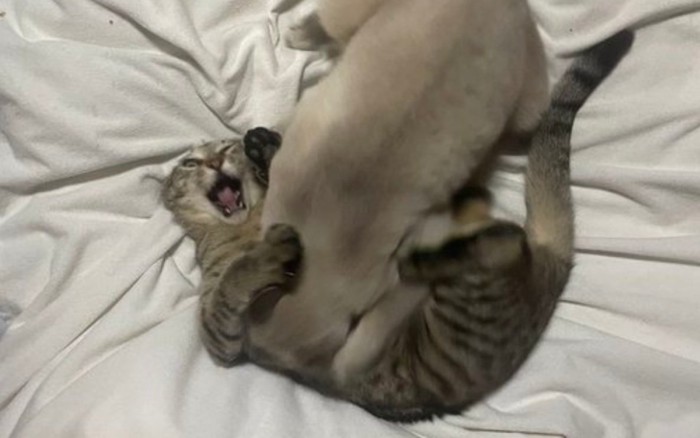 叫ぶしま子ちゃん