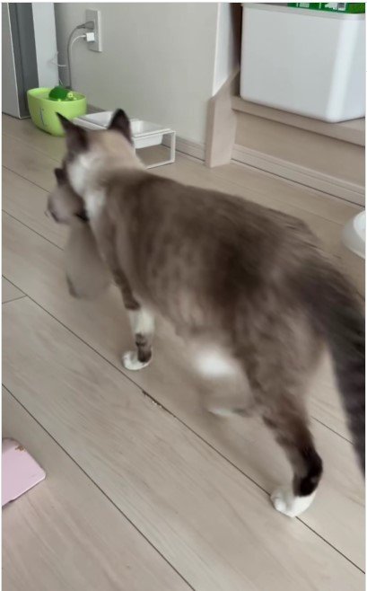 母猫に運ばれる子猫