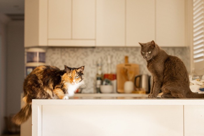 キッチンカウンターで待機する猫たち