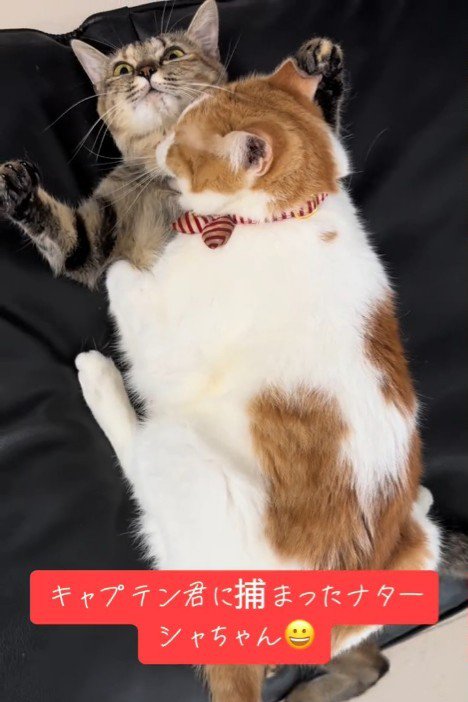 仰向けの猫を甘噛みする猫