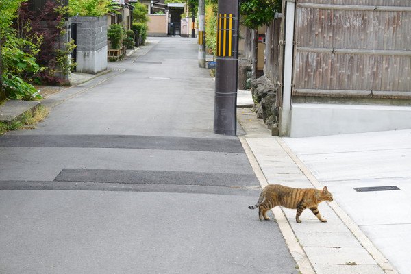 散歩する猫