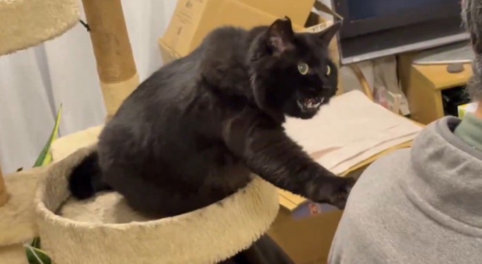 右手を伸ばして鳴く猫