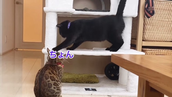 茶色の猫の頭に触る黒猫