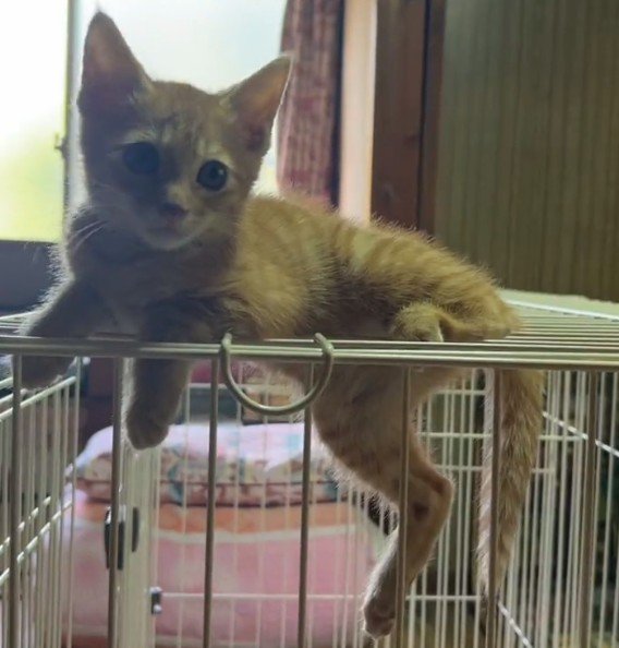 ケージの上の猫