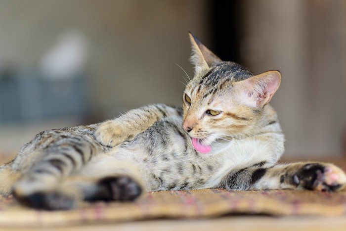 横になってグルーミングする猫