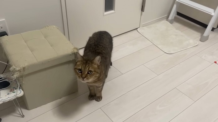 詰め寄る猫