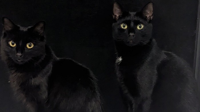 2匹の黒猫