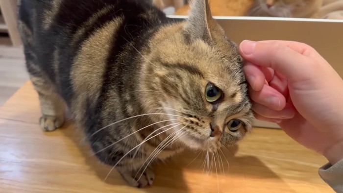 スリスリするメルくん