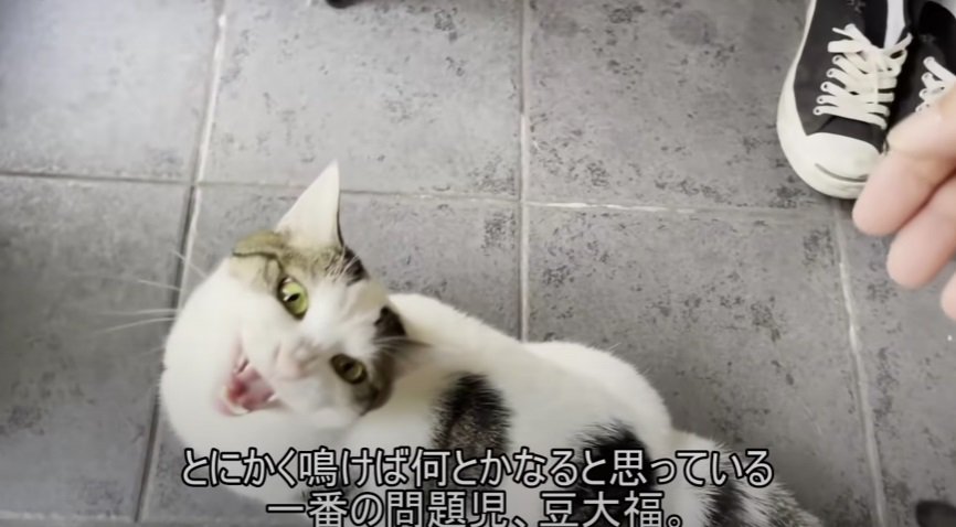 飼い主さんを見て鳴く猫